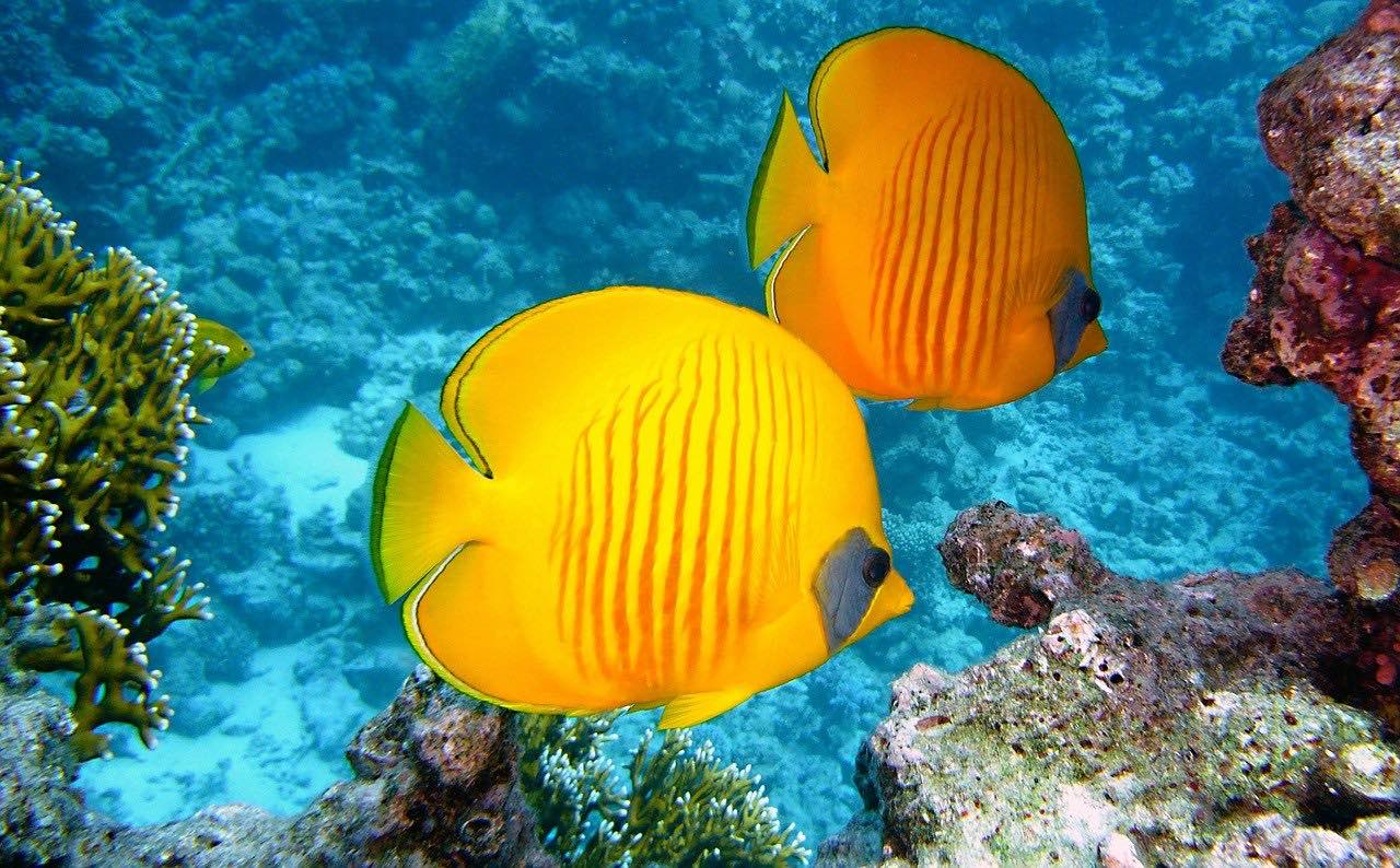 Espectaculares peces tropicales en los arrecifes de Mauricio.