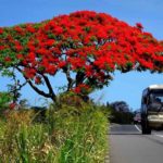 Cómo moverse por isla Mauricio